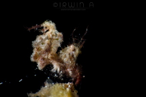 R O A S T E R 2
Hairy shrimp (Phycocaris simulans)
Anil... by Irwin Ang 